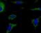AIF1 antibody, NBP2-75397, Novus Biologicals, Immunocytochemistry image 