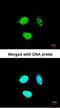 Transcription Factor 25 antibody, NBP1-31374, Novus Biologicals, Immunocytochemistry image 