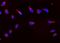 Peroxiredoxin 3 antibody, PB9349, Boster Biological Technology, Immunofluorescence image 