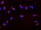 Prx-III antibody, PB9349, Boster Biological Technology, Immunofluorescence image 