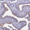 Transmembrane Protein 138 antibody, HPA042373, Atlas Antibodies, Immunohistochemistry frozen image 