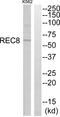 REC8 Meiotic Recombination Protein antibody, PA5-39233, Invitrogen Antibodies, Western Blot image 