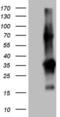 Transforming Acidic Coiled-Coil Containing Protein 2 antibody, LS-C338845, Lifespan Biosciences, Western Blot image 