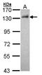 Damage Specific DNA Binding Protein 1 antibody, LS-C185341, Lifespan Biosciences, Western Blot image 