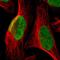 G-Patch Domain And KOW Motifs antibody, PA5-51655, Invitrogen Antibodies, Immunofluorescence image 