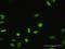 Myeloid Zinc Finger 1 antibody, H00007593-M04, Novus Biologicals, Immunocytochemistry image 