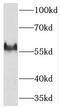 Threonine Synthase Like 2 antibody, FNab08665, FineTest, Western Blot image 