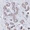 Olfactory Receptor Family 2 Subfamily W Member 3 antibody, HPA045594, Atlas Antibodies, Immunohistochemistry frozen image 