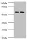 DDB1 And CUL4 Associated Factor 4 antibody, orb351393, Biorbyt, Western Blot image 