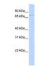 G2 And S-Phase Expressed 1 antibody, NBP1-58066, Novus Biologicals, Western Blot image 