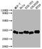 Galectin 3 antibody, CSB-RA970289A0HU, Cusabio, Western Blot image 