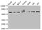Fos Proto-Oncogene, AP-1 Transcription Factor Subunit antibody, CSB-RA008790A0HU, Cusabio, Western Blot image 