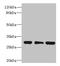 Haloacid Dehalogenase Like Hydrolase Domain Containing 3 antibody, CSB-PA883592LA01HU, Cusabio, Western Blot image 