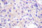 Ribosomal Protein S6 Kinase A1 antibody, LS-C176325, Lifespan Biosciences, Immunohistochemistry frozen image 