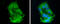 Apolipoprotein C3 antibody, GTX129994, GeneTex, Immunocytochemistry image 