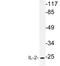 Interleukin 2 antibody, LS-C177603, Lifespan Biosciences, Western Blot image 