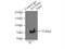 Katanin Regulatory Subunit B1 antibody, 14969-1-AP, Proteintech Group, Immunoprecipitation image 