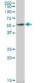 Ankyrin Repeat And SOCS Box Containing 6 antibody, H00140459-B02P, Novus Biologicals, Western Blot image 