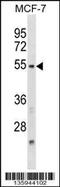 Nuclear Factor, Interleukin 3 Regulated antibody, 58-654, ProSci, Western Blot image 