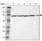 Zinc Finger CCCH-Type Containing 12B antibody, PA5-51464, Invitrogen Antibodies, Western Blot image 