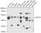 Molybdenum Cofactor Synthesis 3 antibody, 14-977, ProSci, Western Blot image 