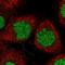 BUD13 Homolog antibody, HPA038340, Atlas Antibodies, Immunofluorescence image 