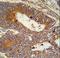 Microtubule Associated Protein 1S antibody, LS-C163990, Lifespan Biosciences, Immunohistochemistry frozen image 