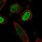 One Cut Homeobox 3 antibody, HPA059936, Atlas Antibodies, Immunofluorescence image 