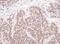 MYC Associated Factor X antibody, NBP1-49963, Novus Biologicals, Immunohistochemistry paraffin image 