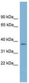 Nucleotide Binding Protein 1 antibody, TA337666, Origene, Western Blot image 