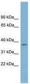 Nucleotide Binding Protein 1 antibody, TA337666, Origene, Western Blot image 