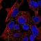 Transmembrane Protein 135 antibody, NBP2-55549, Novus Biologicals, Immunofluorescence image 