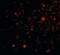 Formin Binding Protein 1 Like antibody, orb88744, Biorbyt, Immunofluorescence image 