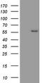 SL-1 antibody, CF806869, Origene, Western Blot image 