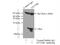 Deoxythymidylate Kinase antibody, 15360-1-AP, Proteintech Group, Immunoprecipitation image 