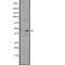 G Protein-Coupled Receptor 87 antibody, abx147553, Abbexa, Western Blot image 