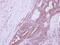 Deleted In Azoospermia 3 antibody, PA5-28512, Invitrogen Antibodies, Immunohistochemistry frozen image 