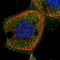Zinc Finger Protein 620 antibody, PA5-56750, Invitrogen Antibodies, Immunofluorescence image 