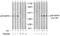 p38 antibody, GTX78989, GeneTex, Western Blot image 