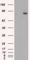 GLGB antibody, LS-C114855, Lifespan Biosciences, Western Blot image 