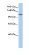 Trimethylguanosine Synthase 1 antibody, orb325427, Biorbyt, Western Blot image 