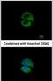 Unconventional SNARE In The ER 1 antibody, PA5-31265, Invitrogen Antibodies, Immunofluorescence image 