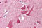 Homeobox protein Nkx-3.2 antibody, MBS243554, MyBioSource, Immunohistochemistry frozen image 