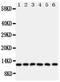 Glutaredoxin 2 antibody, PA5-79316, Invitrogen Antibodies, Western Blot image 