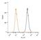 CUGBP Elav-Like Family Member 1 antibody, NB200-316, Novus Biologicals, Flow Cytometry image 