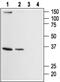 ORAI Calcium Release-Activated Calcium Modulator 2 antibody, PA5-77330, Invitrogen Antibodies, Western Blot image 