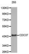 Cell Division Cycle 37 antibody, abx000793, Abbexa, Western Blot image 