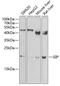 Gastric Inhibitory Polypeptide antibody, GTX55639, GeneTex, Western Blot image 