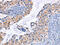 CD48 Molecule antibody, CSB-PA074453, Cusabio, Immunohistochemistry frozen image 