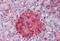 Pyruvate Kinase M1/2 antibody, MBS242487, MyBioSource, Immunohistochemistry frozen image 